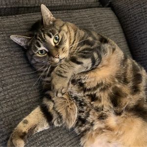 Meet your Posher, Iam